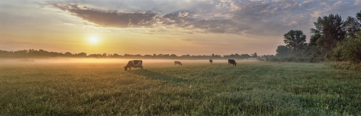 Cattle grazing in a dew-covered pasture at sunrise — where our milk comes from
