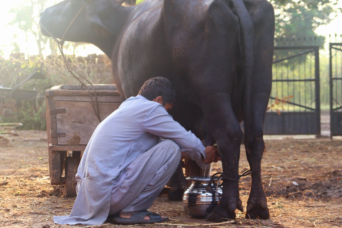 Fresh buffalo milk drawn at dawn for HAFIZ MILK SHOP